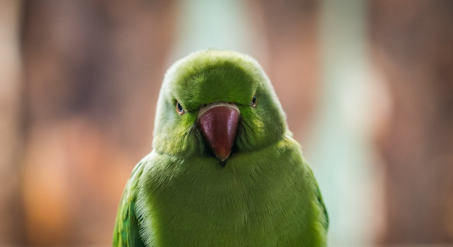 Angry budgie - Photo by Егор Камелев on Unsplash
